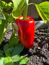 Load image into Gallery viewer, PEPPER (SWEET) - Red Bell