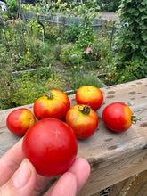 Load image into Gallery viewer, TOMATO - Sasha Altaï