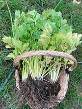 Load image into Gallery viewer, CELERY - Utah