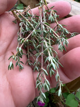 Load image into Gallery viewer, THYME - Summer