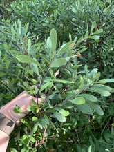 Load image into Gallery viewer, LOOSE LEAF HERBS | Sweet Gale