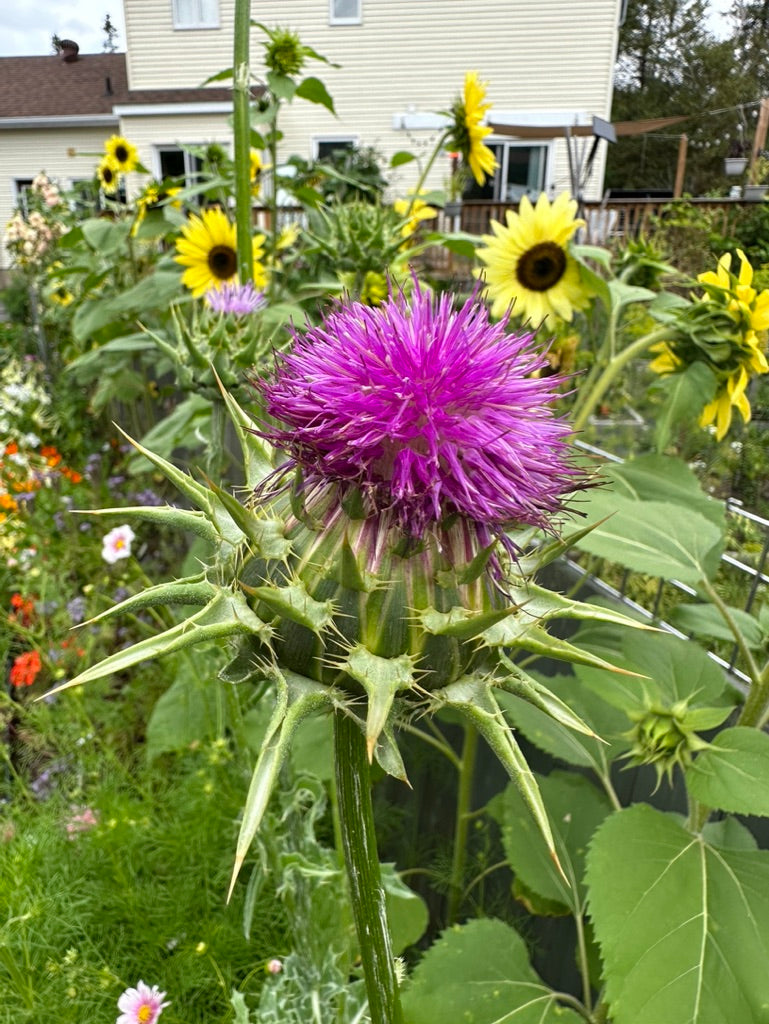MILK THISTLE – The Superior Gardener
