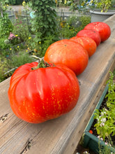 Load image into Gallery viewer, TOMATO - Feurerwerk