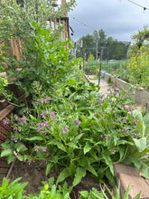 Load image into Gallery viewer, COMFREY