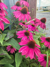 Load image into Gallery viewer, ECHINACEA - Mini Purple Coneflower