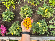 Load image into Gallery viewer, TOMATO - Venus Micro Cherry