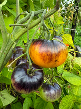 Load image into Gallery viewer, TOMATO - Alice's Dream