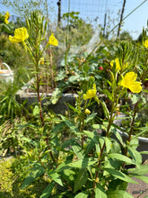 Load image into Gallery viewer, EVENING PRIMROSE