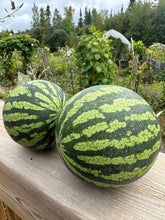 Load image into Gallery viewer, WATERMELON - Yellow Petite