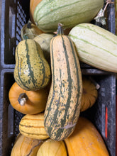Load image into Gallery viewer, SQUASH - Delicata