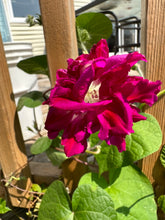 Load image into Gallery viewer, MORNING GLORY - Sunrise Serenade