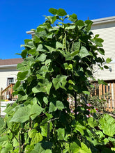 Load image into Gallery viewer, BEAN, POLE - San Bernardo Blue