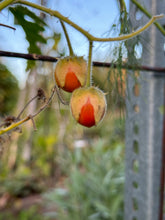 Load image into Gallery viewer, TOMATO - Litchi