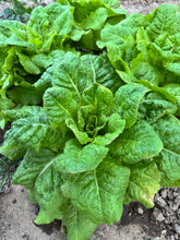 Load image into Gallery viewer, LETTUCE - Iceberg