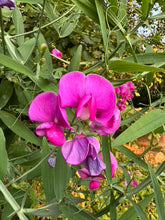 Load image into Gallery viewer, SWEET PEA (PERENNIAL) - Pink & White Mix