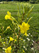 Load image into Gallery viewer, EVENING PRIMROSE
