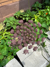 Load image into Gallery viewer, QUEEN ANNE'S LACE | DARA