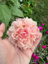 Load image into Gallery viewer, HOLLYHOCK - Peaches N' Dreams
