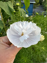 Load image into Gallery viewer, COSMOS - Cups & Saucers
