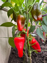 Load image into Gallery viewer, PEPPER (SWEET) - Sweet Mini Mix