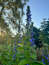 Load image into Gallery viewer, GREAT BLUE LOBELIA