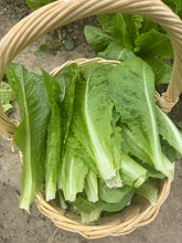 Load image into Gallery viewer, LETTUCE - Romaine
