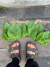 Load image into Gallery viewer, SPINACH - Large Leaf