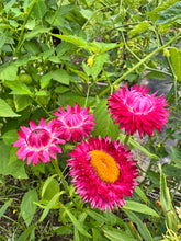 Load image into Gallery viewer, STRAWFLOWER - Sunset Mix
