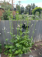 Load image into Gallery viewer, VALERIAN