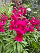 Load image into Gallery viewer, SNAPDRAGON - Mini Snap Mix