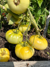 Load image into Gallery viewer, TOMATO - Beaute Blanche Du Canada