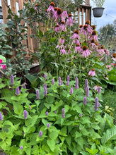 Load image into Gallery viewer, SUPERIOR NATIVE WILDFLOWER MIX