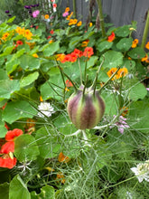 Load image into Gallery viewer, NIGELLA - Persian Jewels
