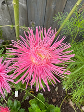 Load image into Gallery viewer, ASTER - Hot Pants