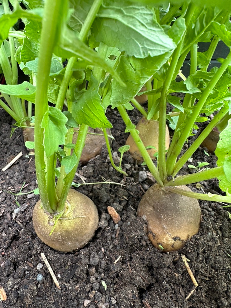 radishです。 RADISH - Golden Helios – The Superior Gardener