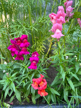 Load image into Gallery viewer, SNAPDRAGON - Mini Snap Mix