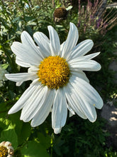 Load image into Gallery viewer, DAISY - Shasta