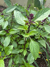 Load image into Gallery viewer, BASIL - Thai