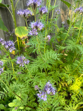 Load image into Gallery viewer, LOW-MAINTENANCE POLLINATOR BUNDLE