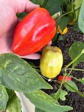 Load image into Gallery viewer, PEPPER (SWEET) - Albino Bullnose