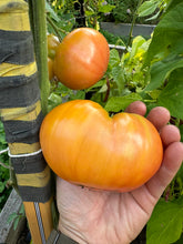 Load image into Gallery viewer, TOMATO - Mr. Stripey