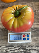 Load image into Gallery viewer, TOMATO - Prudens Purple