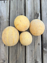 Load image into Gallery viewer, MELON (CANTELOUPE) - Minnesota Midget
