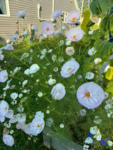 Load image into Gallery viewer, COSMOS - Cups & Saucers