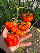 Load image into Gallery viewer, TOMATO - Reisetomate