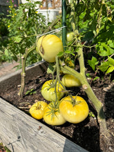 Load image into Gallery viewer, TOMATO - Beaute Blanche Du Canada