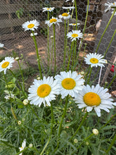 Load image into Gallery viewer, DAISY - Moon