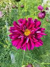 Load image into Gallery viewer, COSMOS - Double Click Cranberry