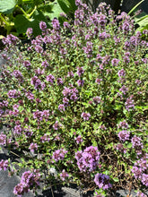 Load image into Gallery viewer, THYME - Mother Of Thyme