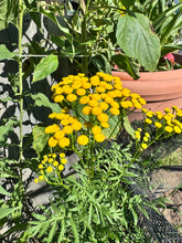 Load image into Gallery viewer, TANSY